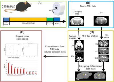 Effect of Xiaoyaosan on brain volume and microstructure diffusion changes to exert antidepressant-like effects in mice with chronic social defeat stress